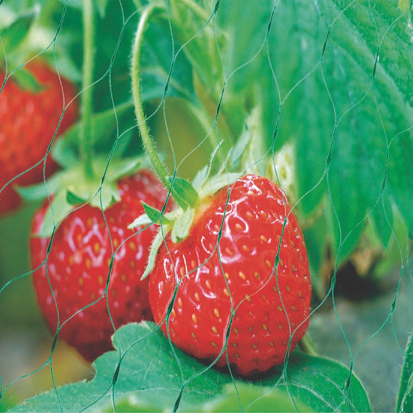 MALLA ANTI-PAJAROS LISTA 2X5M VERDE