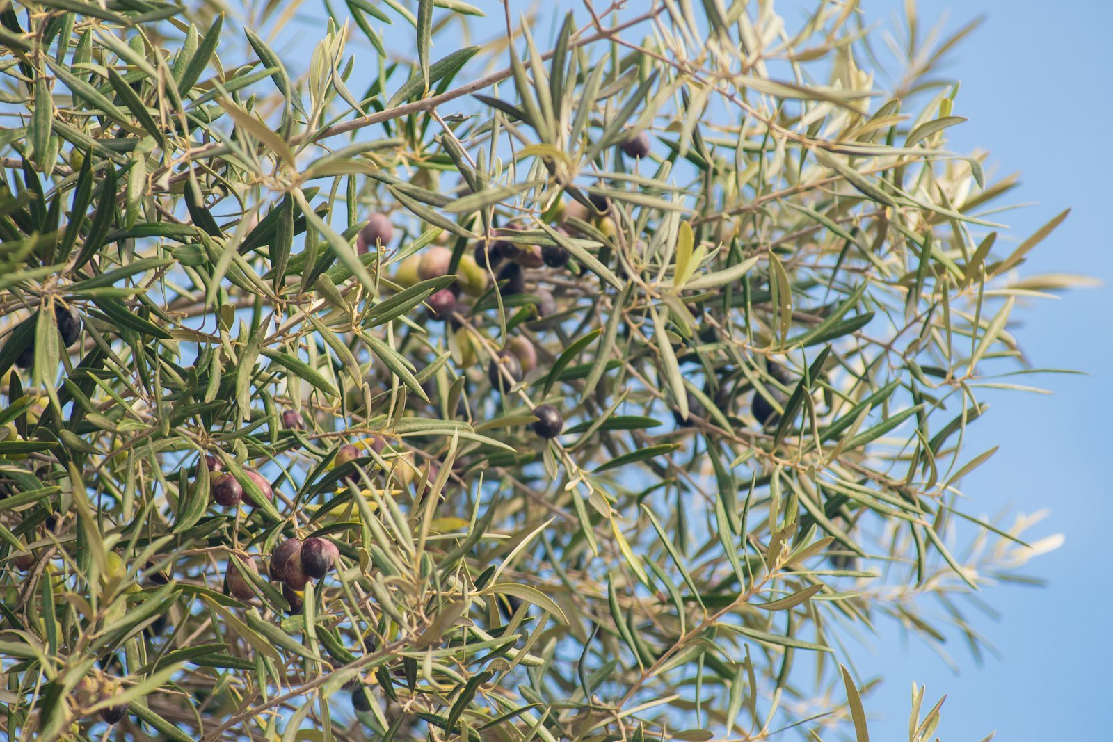 Olivo con aceitunas listo para la recogida