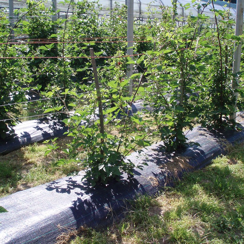 MALLA Antihierba Blanco 2X5 Fun&go 2X5 M cultivo - Imagen 2