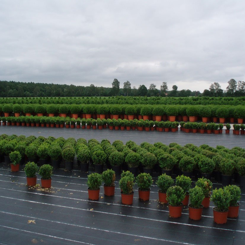MALLA Antihierba Blanco 2X5 Fun&go 2X5 M cultivo - Imagen 3