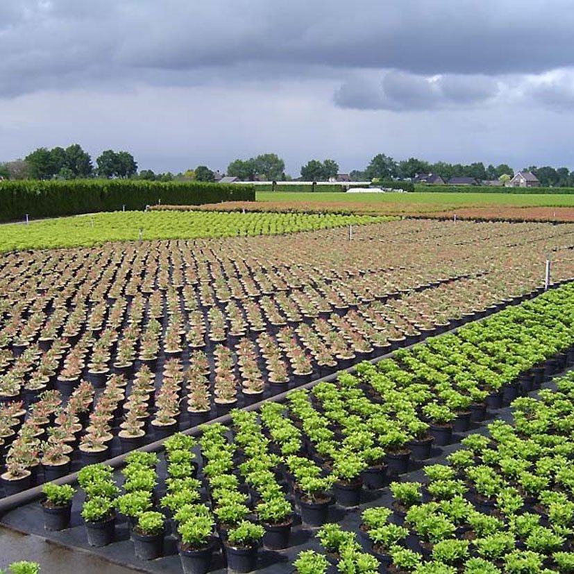 MALLA Antihierba Blanco 2X5 Fun&go 2X5 M cultivo - Imagen 6