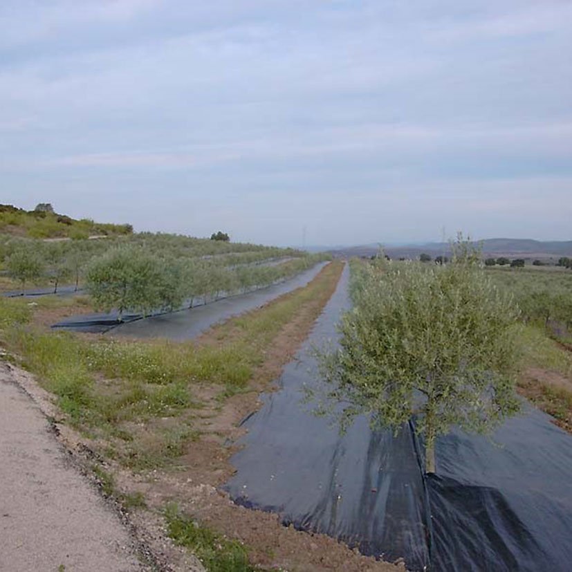 MALLA Antihierba Blanco 2X5 Fun&go 2X5 M cultivo - Imagen 7
