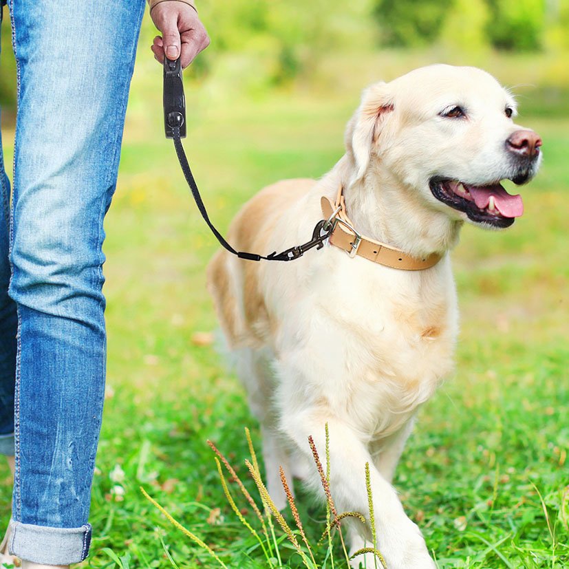 Correa Retráctil PERRO COLOR Surtido Cmp 3 M mascota - Imagen 5