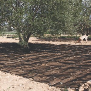 Manto Recolec. Oliva/almendra Lista 3 X 6M 3 X 6 M 6 M