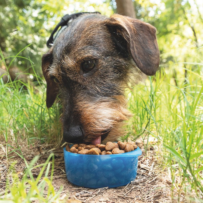 Botella Comida y Agua para Mascotas 8.5 Cm Innovagoods - Imagen 3